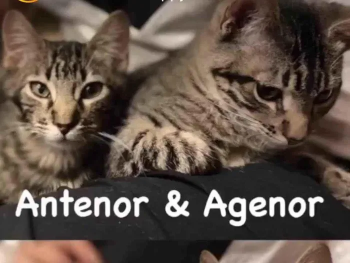 Gato ra a SRD-tigrinhos idade 2 a 6 meses nome Antenor e Agenor