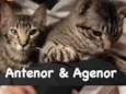 Antenor e Agenor