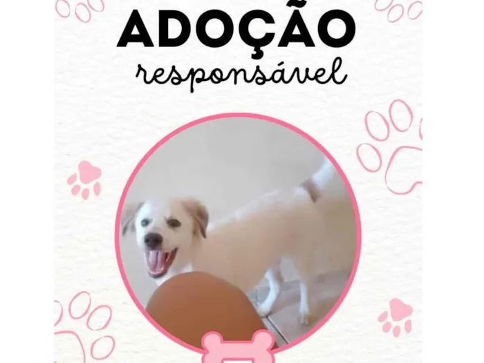 Cachorro ra a SRD-ViraLata idade 2 a 6 meses nome Branquinha