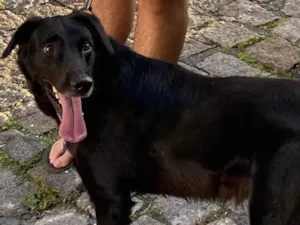 Cachorro raça SRD-ViraLata idade 2 anos nome Zeus 