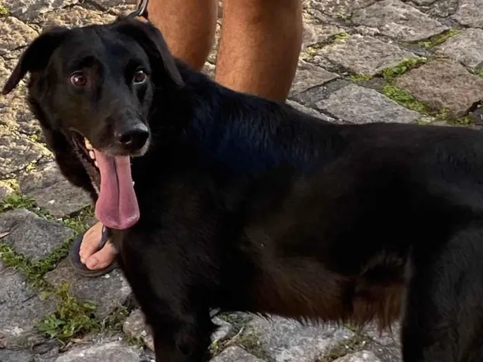Cachorro ra a SRD-ViraLata idade 2 anos nome Zeus 