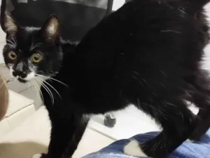 Gato raça SRD idade 2 a 6 meses nome Kito