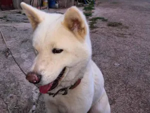 Cachorro raça Nada idade  nome Akbaahajajavajakakavav