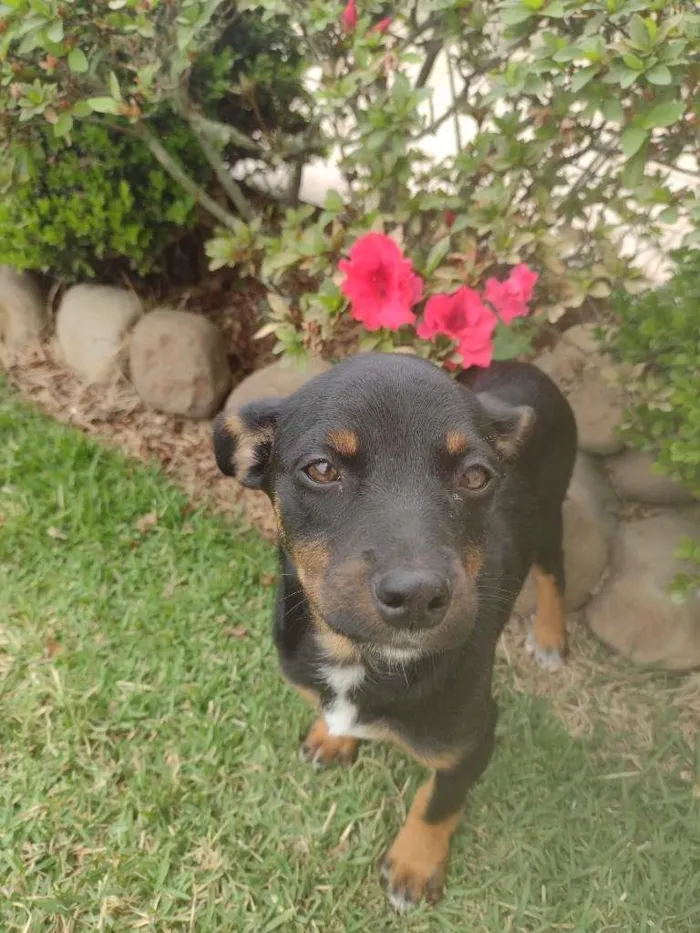 Cachorro ra a Não definida idade 2 a 6 meses nome Ainda não tem.