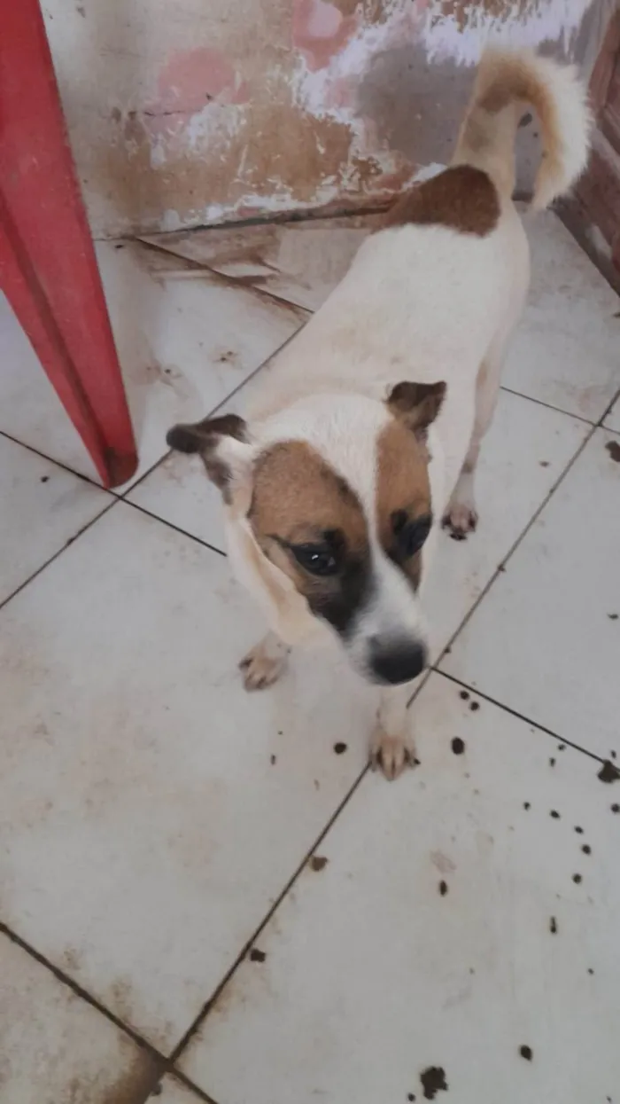 Cachorro ra a SR idade 2 anos nome Capitã e Megue 