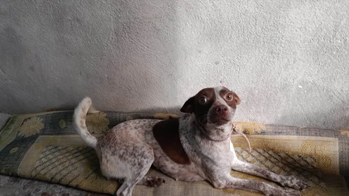 Cachorro ra a SR idade 2 anos nome Capitã e Megue 