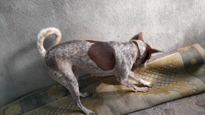 Cachorro ra a SR idade 2 anos nome Capitã e Megue 