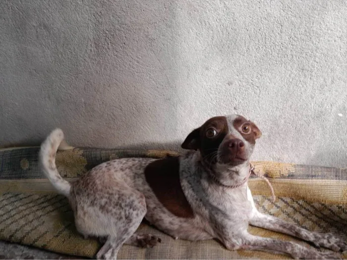 Cachorro ra a SR idade 2 anos nome Capitã e Megue 