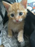 ALVIN