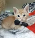 ALVIN