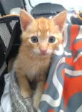 ALVIN