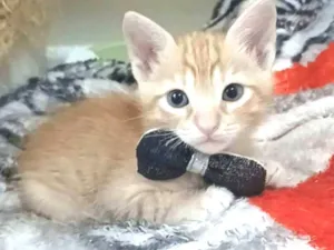 Gato raça srd idade 2 a 6 meses nome ALVIN