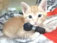 ALVIN