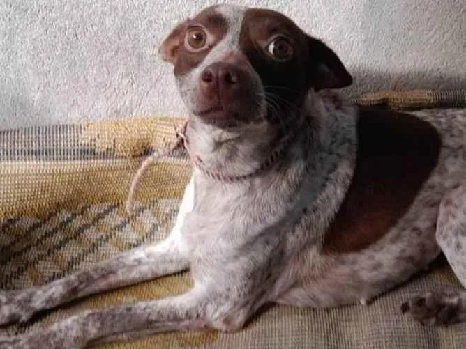 Cachorro ra a SR idade 2 anos nome Capitã e Megue 