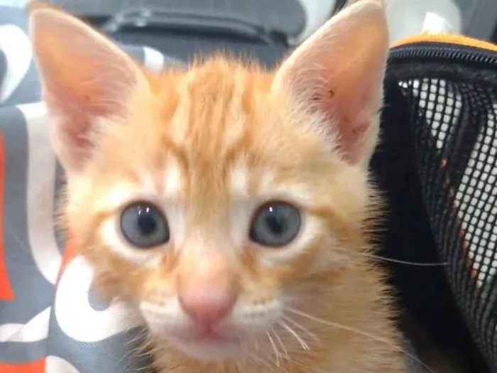 Gato ra a srd idade 2 a 6 meses nome ALVIN