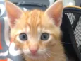 ALVIN