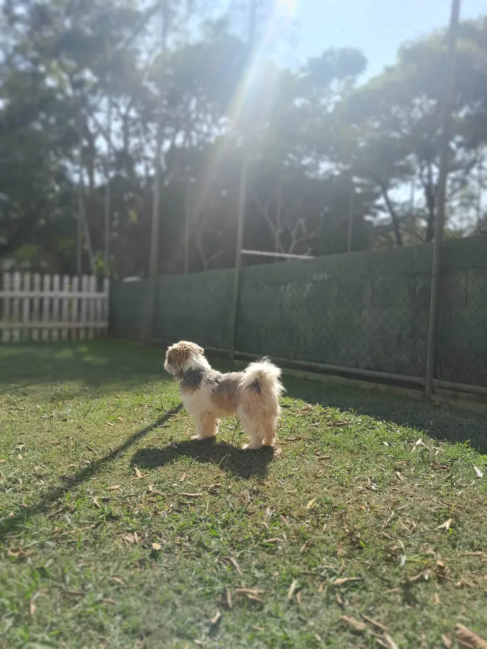 Cachorro ra a Lhasa apso idade 2 anos nome Thor 