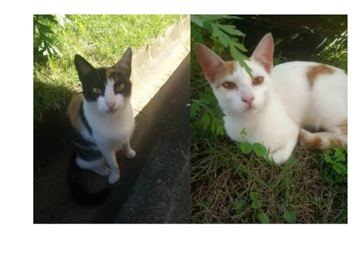 Gato ra a  idade 2 a 6 meses nome Miguel e Nina