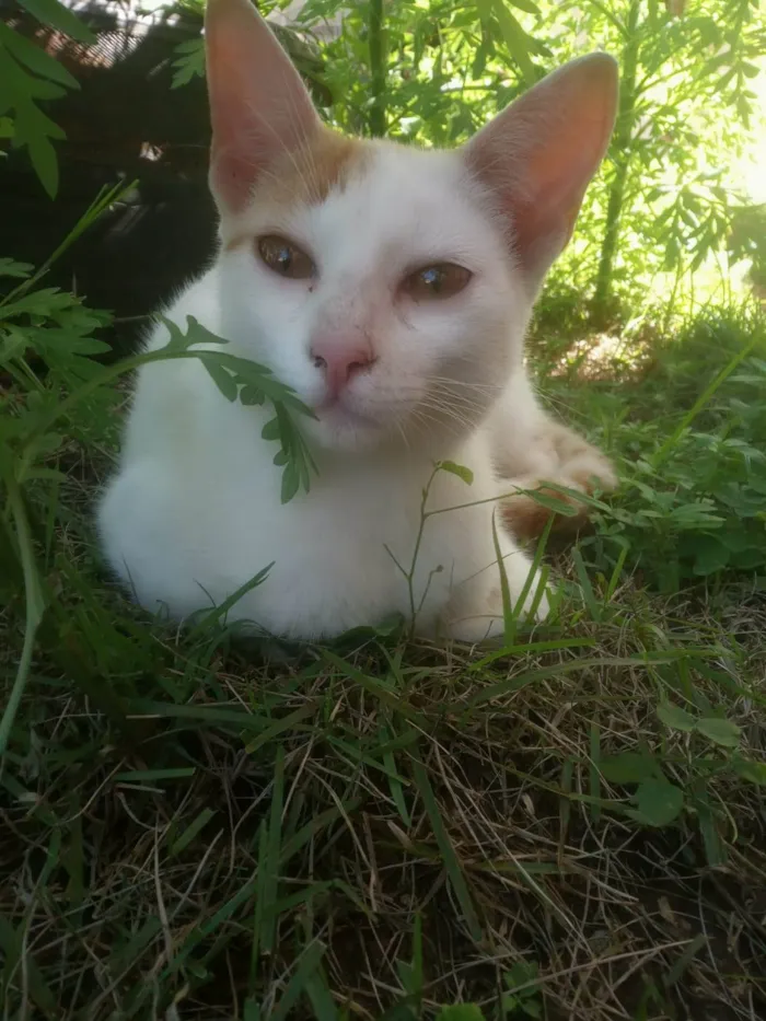 Gato ra a  idade 2 a 6 meses nome Miguel e Nina