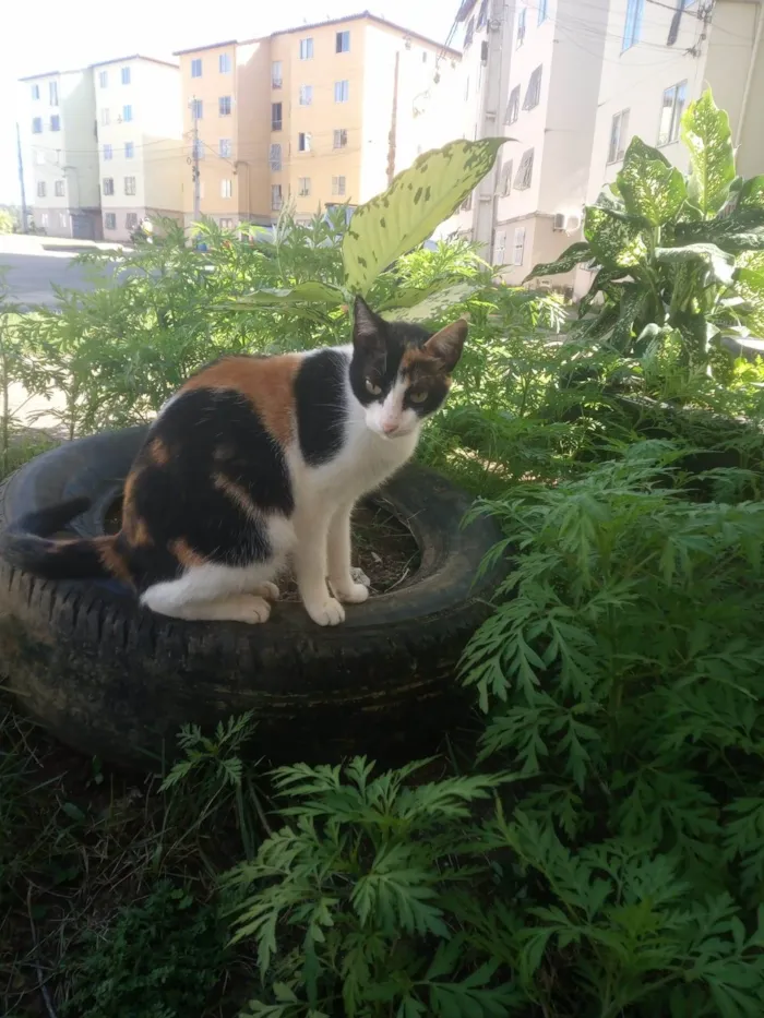 Gato ra a  idade 2 a 6 meses nome Miguel e Nina