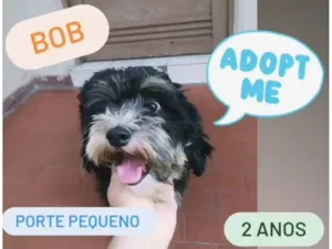 Cachorro raça Poodle com Yorkshire  idade 2 anos nome Bob