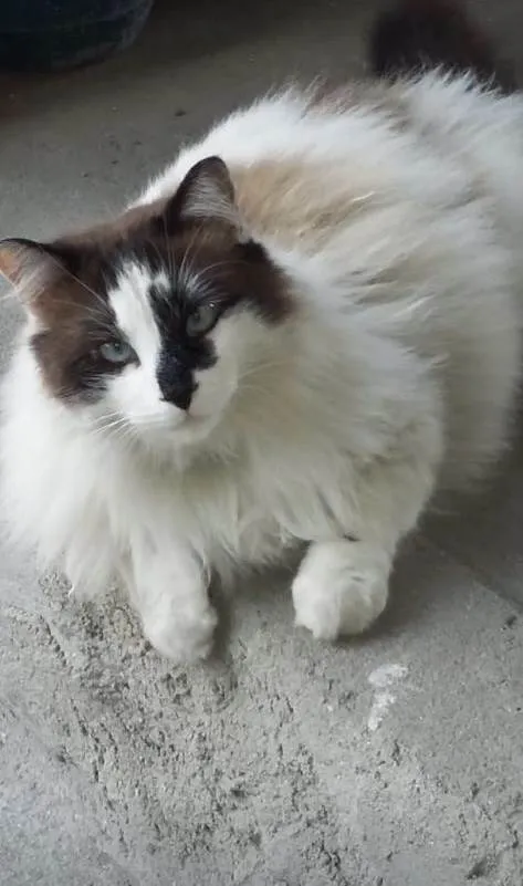 Gato ra a SRD-ViraLata idade 5 anos nome 2 gatinhos 
