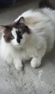 2 gatinhos