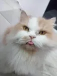 2 gatinhos