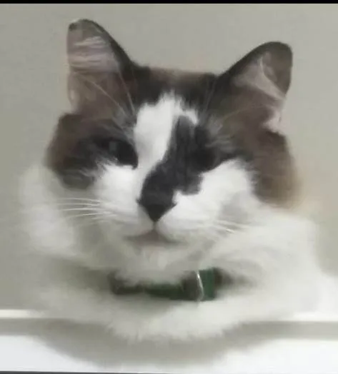 Gato ra a SRD-ViraLata idade 5 anos nome 2 gatinhos 