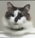 2 gatinhos