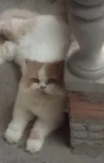 2 gatinhos 