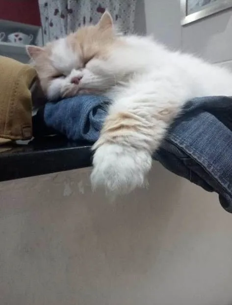 Gato ra a SRD-ViraLata idade 5 anos nome 2 gatinhos 