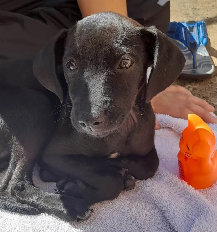 Cachorro ra a SRD-ViraLata idade 2 a 6 meses nome Luna