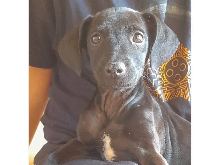 Cachorro ra a SRD-ViraLata idade 2 a 6 meses nome Luna