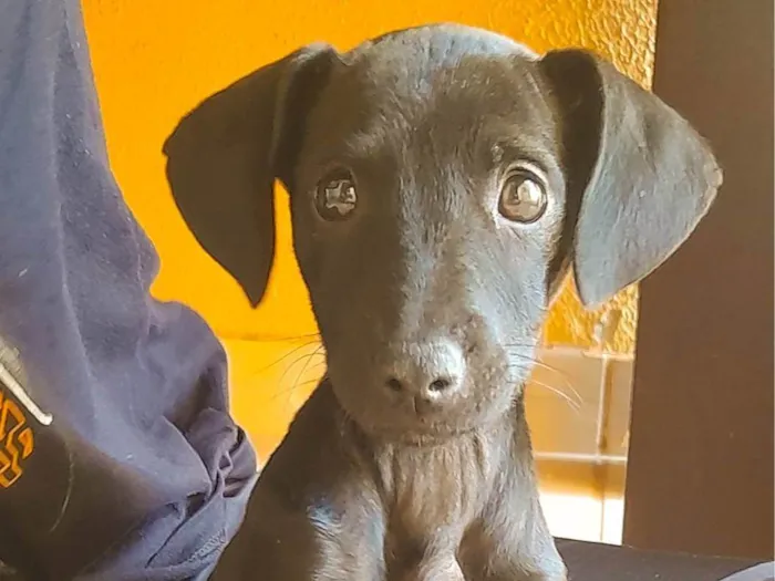 Cachorro ra a SRD-ViraLata idade 2 a 6 meses nome Luna