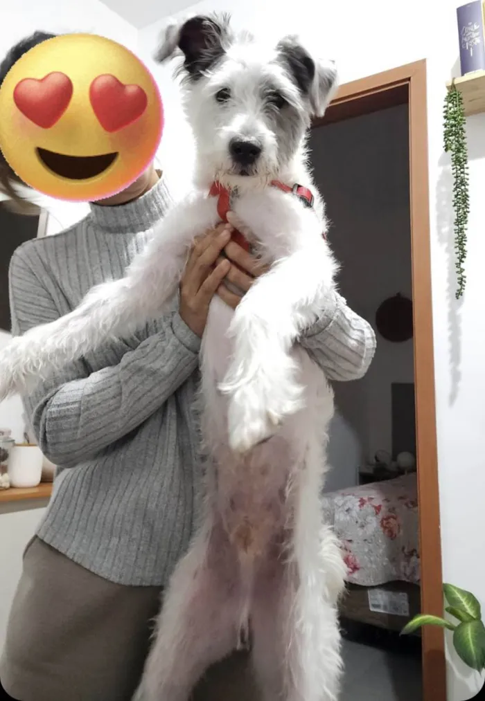 Cachorro ra a SRD-ViraLata idade 2 anos nome Duke 