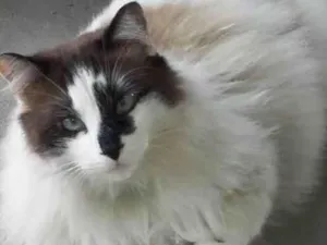 Gato raça SRD-ViraLata idade 5 anos nome 2 gatinhos 