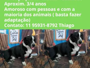 Cachorro raça SRD-ViraLata idade 3 anos nome Kenai 