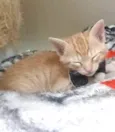 ALVIN
