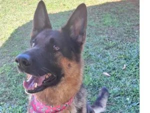 Cachorro raça Pastor Alemão idade 2 anos nome Laika