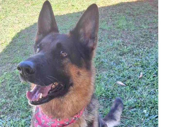 Cachorro ra a Pastor Alemão idade 2 anos nome Laika