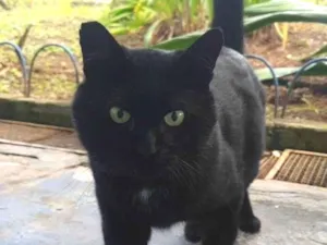 Gato raça SRD-ViraLata idade 6 ou mais anos nome Alecrim