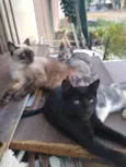 Gatinhos 