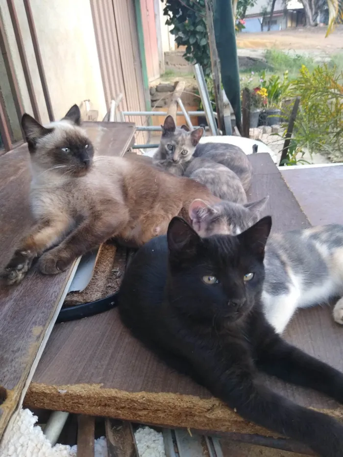 Gato ra a Siamês  idade Abaixo de 2 meses nome Gatinhos 