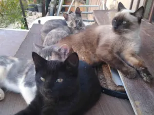 Gato raça Siamês  idade Abaixo de 2 meses nome Gatinhos 