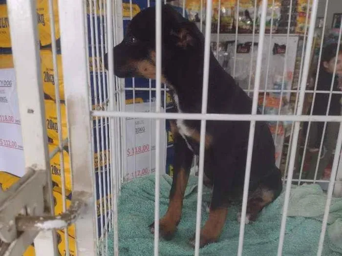 Cachorro ra a Não definida idade 2 a 6 meses nome Ainda não tem.