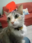 GIGI