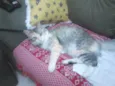 GIGI