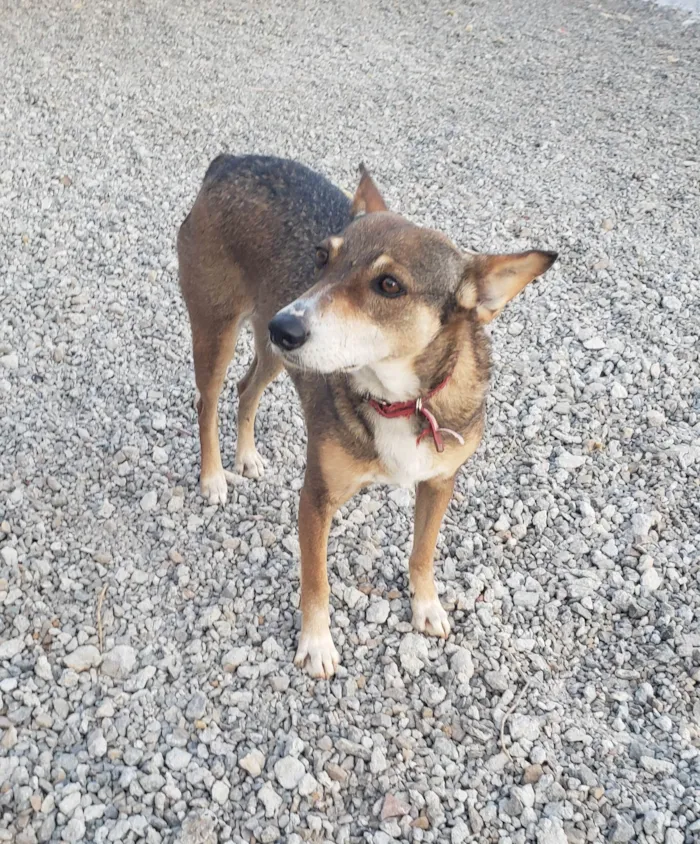 Cachorro ra a Srd idade 4 anos nome LUNA