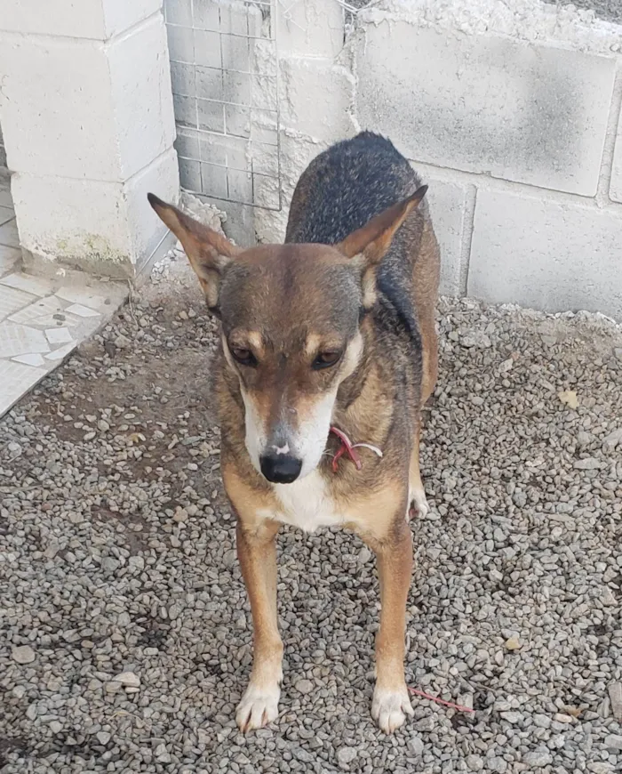 Cachorro ra a Srd idade 4 anos nome LUNA
